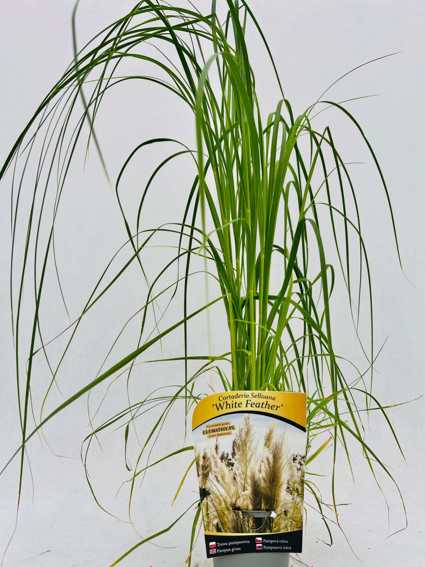 ec5a3f797670379edfcd71e810cc86d4