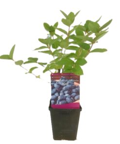 3b8bbd383bc32c3eadf6758df2dee084