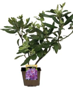 6d3bdf34f60fc2fbb4b86c706cb5303f