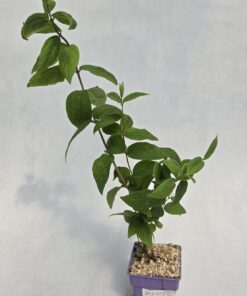 8a7a61d7ca44ec608f6f508ed0e100bf