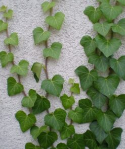 09a6eb3ef7e4a759fecd9c417e928f6a