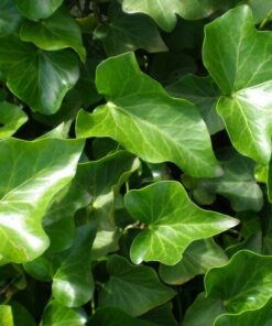 603e8d6f5ce5adf8d4a2664ff619cc27