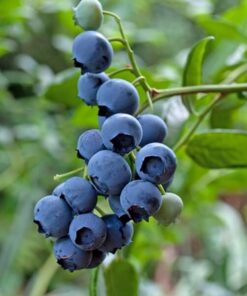 275315e3179529436df5d8133b65f336