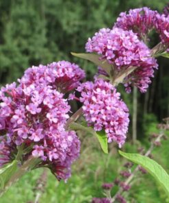 09fe1aef2016844d0c8651c204579f77