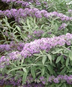 f4f934d38f463baff0a149c2309f05d4