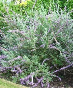 1e5a8f25d961c21c2f19e4dcb3dd6422