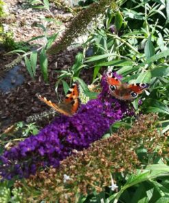 73277a27362b3a8ee3571098407ace4c