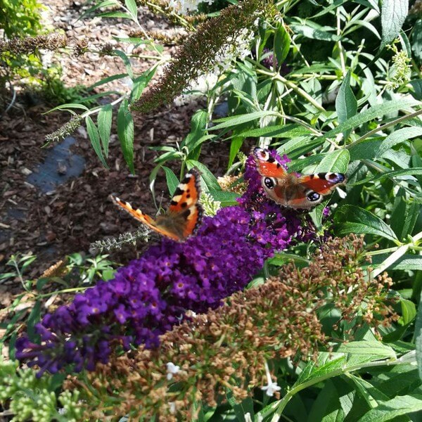 73277a27362b3a8ee3571098407ace4c