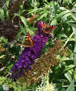 9d316b1cbb5291f512f110dcb9064cf4