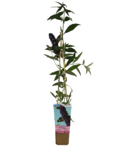 b2ab33ca6cf036f5c59fe3b74102030b