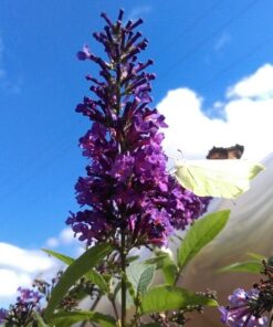 b89ea186602c3eb085815d39156a1919