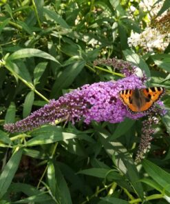 8eb46a0482bb71de9a17185fdc6f958c