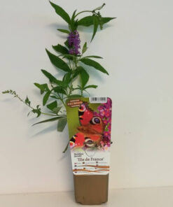 f3496768c16d93c9fe4a2a9c701ff1f0