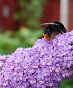 cc651806eefc63d11c66e47f14338189