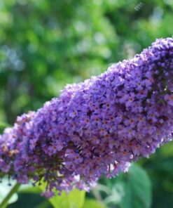 311138b809be1ab4badb2122d741b1d2