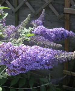 769ad1586998ee8c80259533e668636e