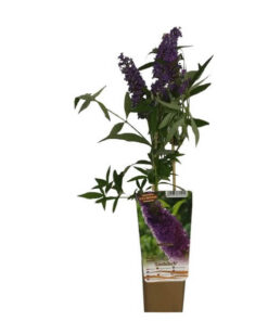 d4198171886e1b8d149465a27ce4a799