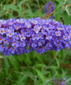 daaf63bdbc3a1b895921a38b0f2012a5