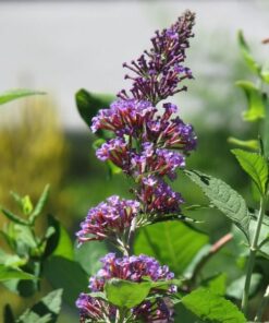 7c2525f805cf377f0c285965020eb0bb