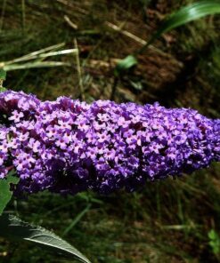 afcf2e9f22d0652e50e725189c6abf46