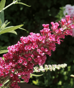 2dfcc05bc96591983d322812ecb40757