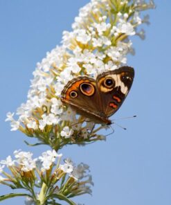 7bdfbb10bf07ec574d05c3b0e85799c2