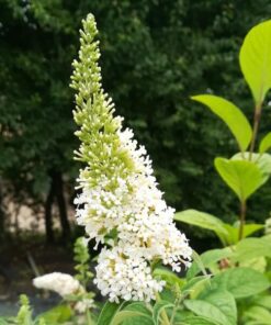 7d5b006e64a069fb03cea45fabd425ca