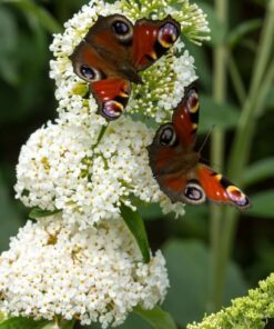 32296154e19d9d52aad35c32b14cfead