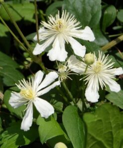 88dbd11fe88e2b19d4ac9a49b6d173c7