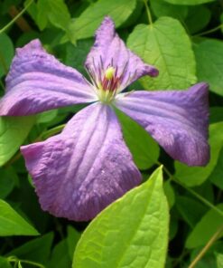 94d611747281ff9ac7fa81af9c706ba9