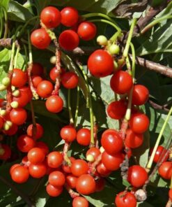 f7f14d33a0cee73e8f4af917bb28cdec