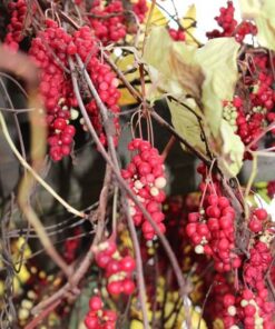 ba418b013b186be36d9bcd817921888c