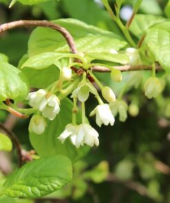 51bade02e1d484cb9ba31694561002b1