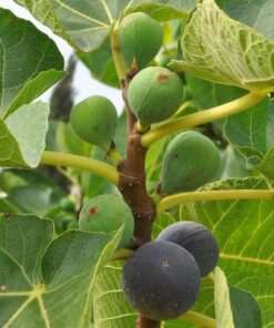 711fd8727ca1b2850269b3a9886857df