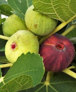 590e7b252f0d7e4e41d566e96b11afb2