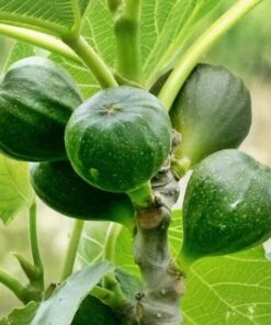 1795fab5cb0c70c37d3dbe4b4d26bab4