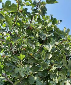 f135d8d75c834c3f7e5564ea8d3114b8