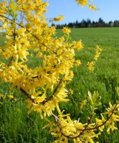 30b2915a255c81bea425245a063c3d6c