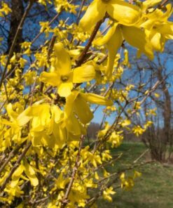 1adc4bea229d463e136d807c703ef0fa