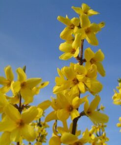 4902f21424f2faafff0dd0338fa81aa3