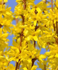 05bbd97ab0cede2bc3310298a3942738