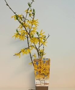 9f8b18f96697ad3f644ab449618c5e00