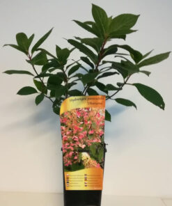 4d4ef5fd8317fc25fe1ab75705de3330