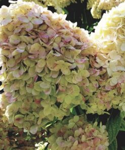 c8826c74cfdd072ddf199f89300c9fe6