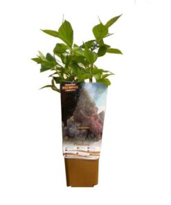 66300f4d2213d295dbd285ff7b6c920e