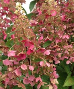 63009867bfe9424738fa28f06910c60c