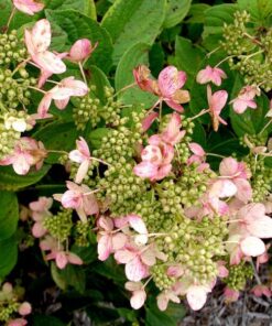 3a1ea803642e2360b3bfa01c17ced35e