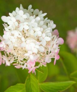 480f3c3d7bd075c023595a4533cd1405