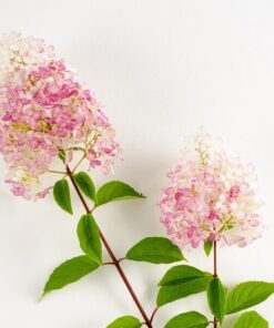 cdb06d124a7193623f43056ab495988c