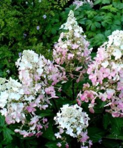 50d1006e266f5aaa04a8bf7221fd2eaa